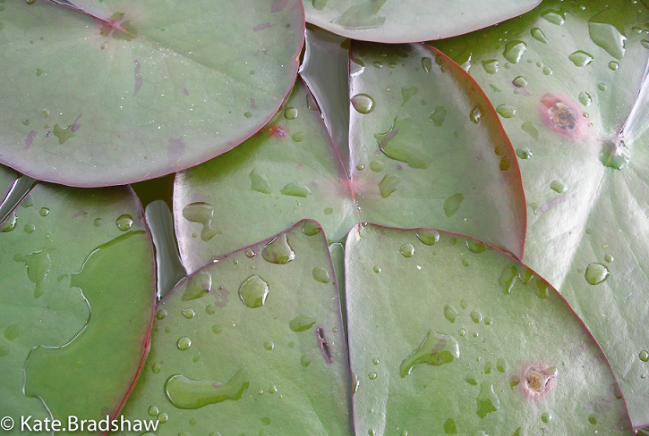 microscopic leaf structure